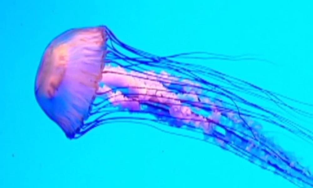 Φιλιππίνες: Εντυπωσιάζουν οι χιλιάδες ροζ μέδουσες στις ακτές της χώρας